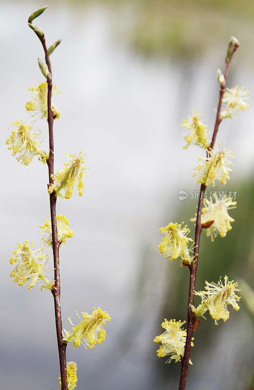 柳树(Salix sp.)与雄性柳絮(英属哥伦比亚，W.加拿大)